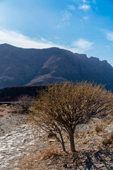 Landscape with mountains and a small tree