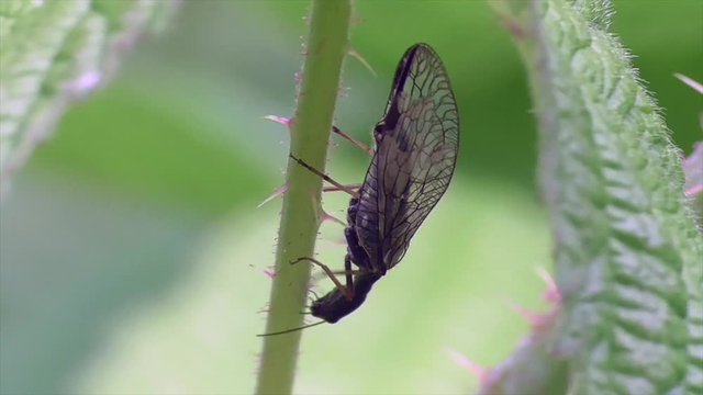 Kamelhalsfliege