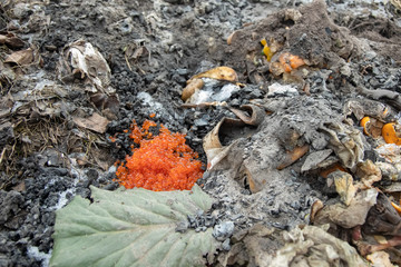 delicacy delicious expensive red caviar in a heap of compost waste trash. close up