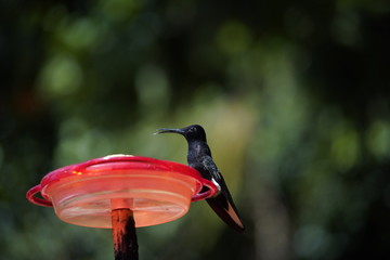 Black Jacobin Hummingbird