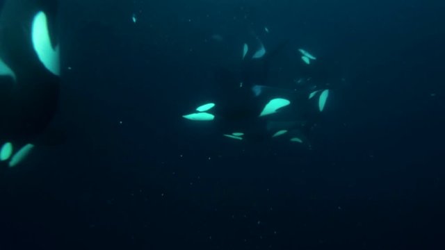 orcas, killer whales hunting for herrings in the fjords of Norway