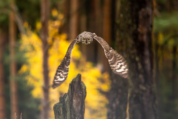 The Eurasian eagle-owl flying in the forest in the mountains low tatra