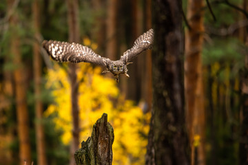 The Eurasian eagle-owl flying in the forest in the mountains low tatra