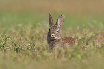 Young European rabbit in the nature habitat. Oryctolagus cuniculus. Wildlife scene from nature. Portrait of a European rabbit.