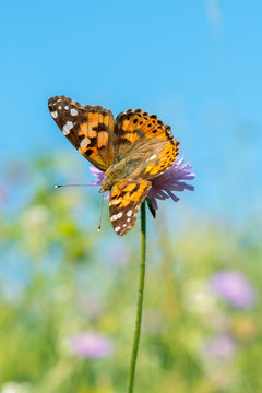 Beautiful butterfly feeding on a bright pink flower closeup. Macro butterfly against blue sky. Butterfly on a spring flower among the field. vertical photo