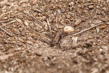 Field Anthill with Ants at the Entrance