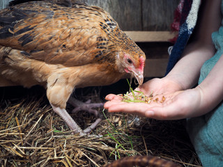 Chicken nibbles grains from a child's palm
