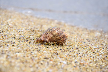 Summer beach vacation. One spiral sea shell lies on sand.