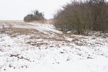  landscape with trees and snow