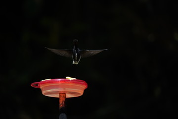Black Jacobin Hummingbird