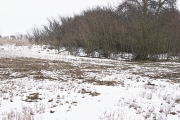  snow in the field and bushes