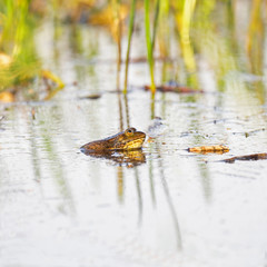Marsh frog ( Pelophylax ridibundus ) in water.  Eurasian Marsh Frog (Pelophylax ridibundus).