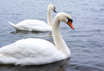 Fototapeta premium The mute swan (Cygnus olor) in the water, Seurasaari, Helsinki, Finland