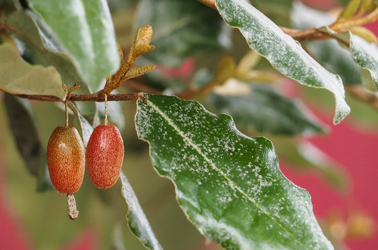Closeup of autumn olive fruits, Eleagnus Multiflora, become orange when ripe, sweet delicious taste. Also called Japanese Goumi