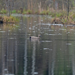  Gadwall in a typical breeding ecosystem. The gadwall is a common and widespread dabbling duck in the family Anatidae.