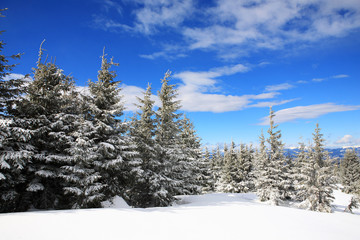 Spruce covered with snow in the mountains. Eastern Carpathians.