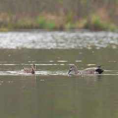   Gadwall in a typical breeding ecosystem. The gadwall is a common and widespread dabbling duck in the family Anatidae.