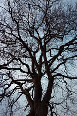 Branches and twigs, leafless tree top against the blue sky, vertical