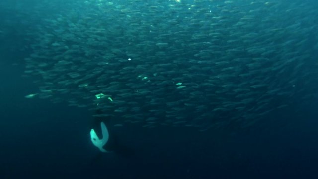 orcas, killer whales hunting for herrings in the fjords of Norway