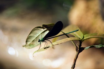 dragonfly on leaf