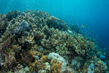 Fototapeta na wymiar A vibrant coral reef thrives in Raja Ampat, Indonesia. This tropical region is thought to be the center of marine biodiversity and is a popular area for diving and snorkeling.