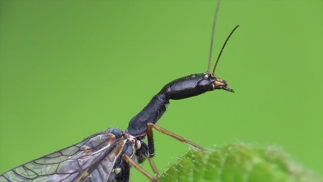 Kamelhalsfliege