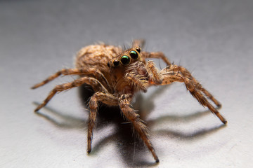 Close up of the jumping spider on  black background. The yellow spider on steel in the morning in house.
