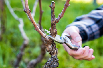 Close-up of a vine grower hand. Prune the vineyard with professional steel scissors. Traditional agriculture. 