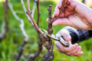 Close-up of a vine grower hand. Prune the vineyard with professional steel scissors. Traditional...