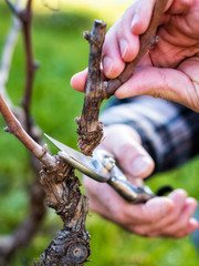 Close-up of a vine grower hand. Prune the vineyard with professional steel scissors. Traditional...