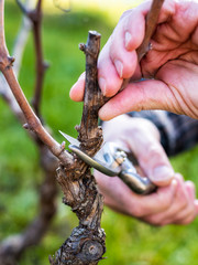 Close-up of a vine grower hand. Prune the vineyard with professional steel scissors. Traditional agriculture. 