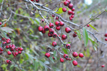 Ripened hawthorn berries