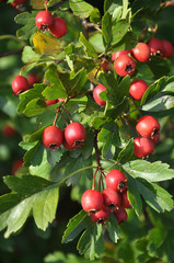 Ripened hawthorn berries