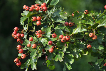 Obraz premium Ripened hawthorn berries