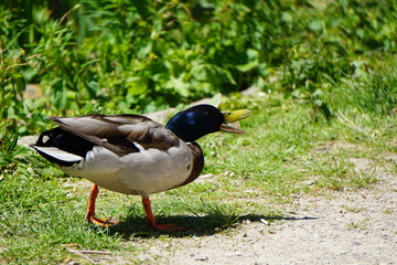 duck on grass