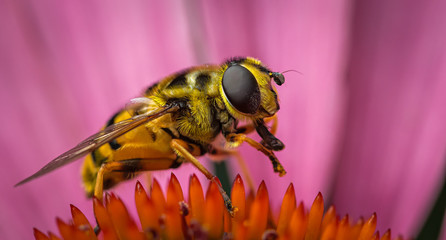 Hoverfly