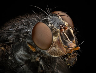 Fly