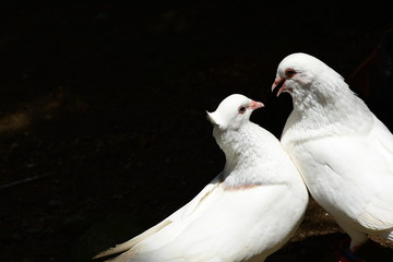 白い鳩の求愛