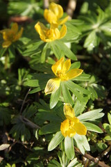 Eranthis hyemalis yellow flower plant