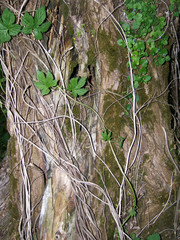 The trunk of an old tree, overgrown with grass and entwined with hops.