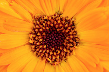 Yellow pollen blurred background blur pattern
