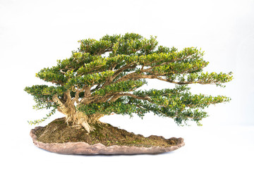 Chinese littleleaf box  bonsai tree isolated on white background.