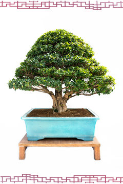 The West Indian cherry bonsi tree with Chinese style border isolated on white background.