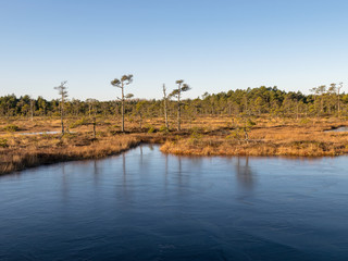 beautiful bog landscape in the morning