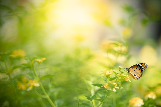 Fototapeta Nature of butterfly and flower in garden using as background butterflies day cover page or banner template brochure landing page wallpaper design