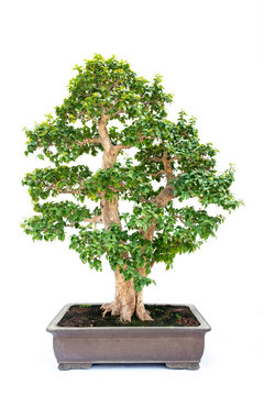 Crataegus pinnatifida bonsai tree isolated on white background.
