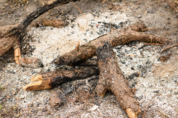 The pile of firewood