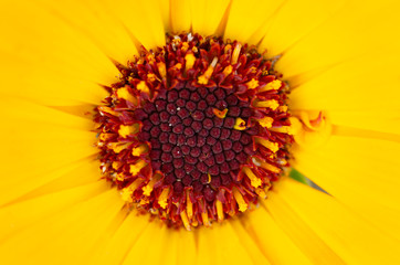 Yellow pollen blurred background blur pattern