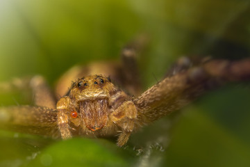 Spider