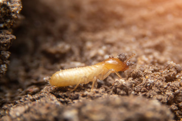 Close up of the small termite on decaying timber. The termite on the ground is searching for food to feed the larvae in the cavity.